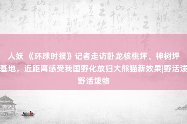 人妖 《环球时报》记者走访卧龙核桃坪、神树坪等基地,近距离感受我国野化放归大熊猫新效果|野活泼物